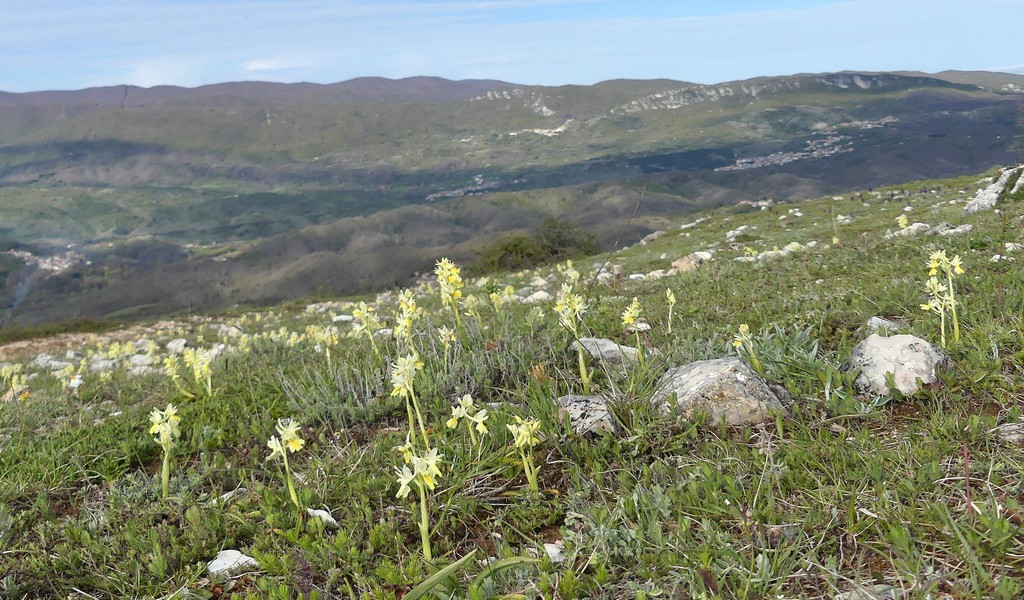 O.pauciflora, O.provincialis, O.quadripunctata, O.xcolemanii, 4 belle Orchis.